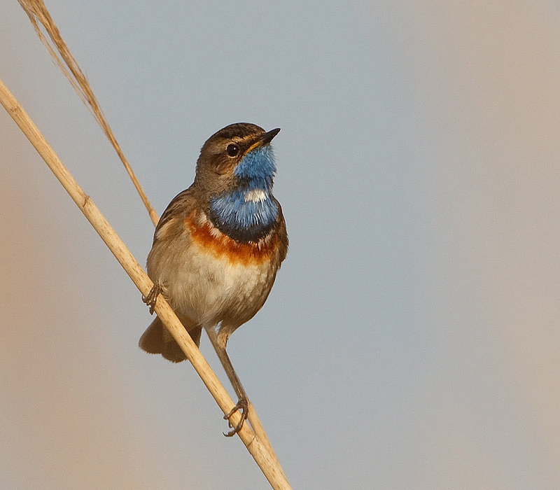 Luscinia svecica Blauwborst Bluethroat